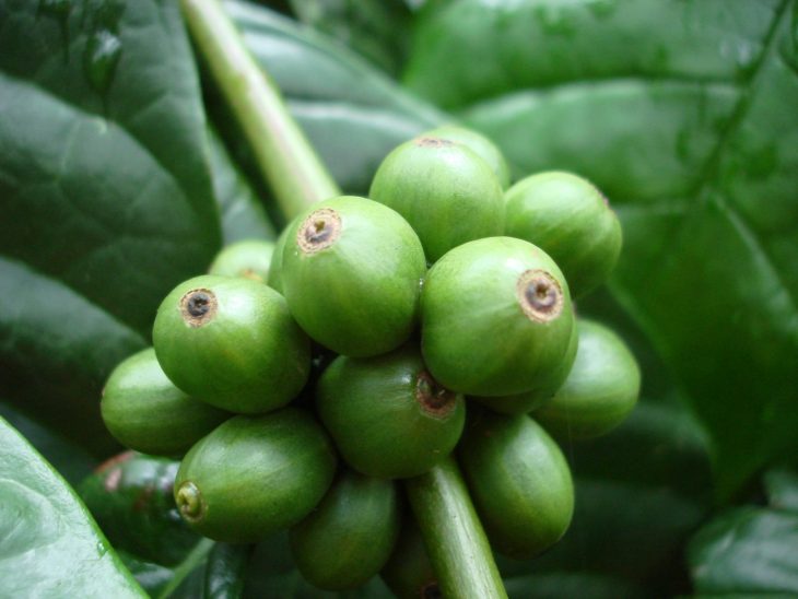 Coffea canephora (robusta) berries